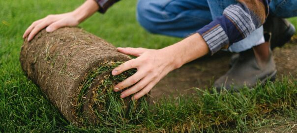 Sod installation for home owners